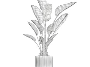 Beautiful plant Strelitzia banana palm flower pots 1252 Modelo 3D