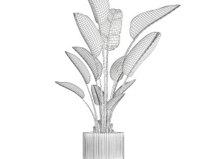 Beautiful plant Strelitzia banana palm flower pots 1252 3D Model