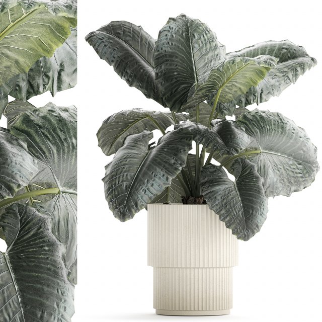 Beautiful ornamental plant in a flower pot bush Alocasia 1253 Modello 3D .c4d .max .obj .3ds .fbx .stl .blend 