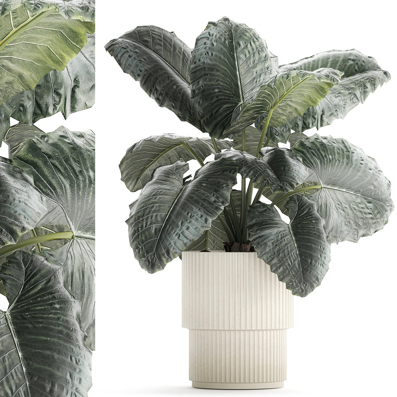 Linda planta ornamental em vaso de flores Alocasia 1253 Modelo 3D .c4d .max .obj .3ds .fbx .stl .blend 