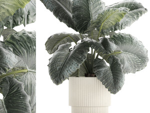 Beautiful ornamental plant in a flower pot bush Alocasia 1253 3D Model