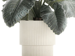 Beautiful ornamental plant in a flower pot bush Alocasia 1253 Modello 3D