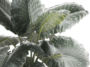 Beautiful ornamental plant in a flower pot bush Alocasia 1253 Modello 3D
