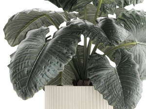 Beautiful ornamental plant in a flower pot bush Alocasia 1253 Modello 3D