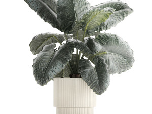 Beautiful ornamental plant in a flower pot bush Alocasia 1253 Modello 3D