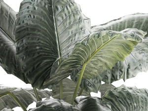 Beautiful ornamental plant in a flower pot bush Alocasia 1253 Modello 3D