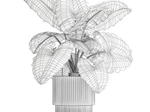 Beautiful ornamental plant in a flower pot bush Alocasia 1253 Modello 3D