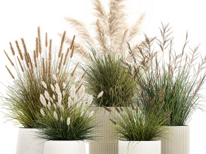 Beautiful bushes of pampas and feather grass in pots 1255 3D Model
