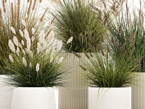 Beautiful bushes of pampas and feather grass in pots 1255 3D 모델