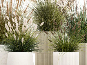 Beautiful bushes of pampas and feather grass in pots 1255 3D Model