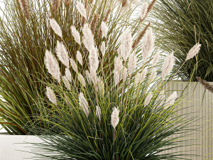 Beautiful bushes of pampas and feather grass in pots 1255 3D 모델