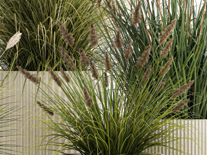 Beautiful bushes of pampas and feather grass in pots 1255 3D 모델