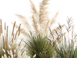 Beautiful bushes of pampas and feather grass in pots 1255 3D 모델