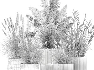 Beautiful bushes of pampas and feather grass in pots 1255 3D 모델