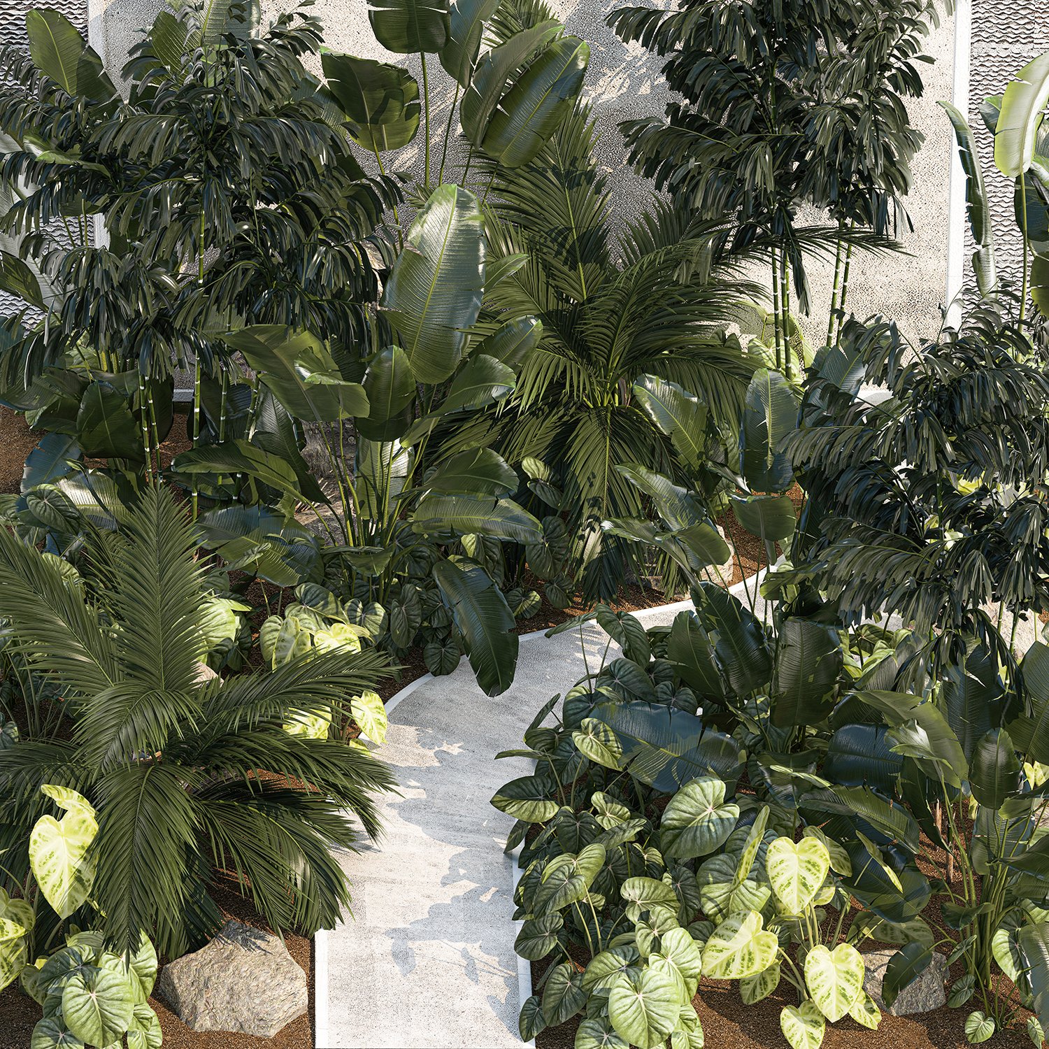 Ravenala madagascariensis - Useful Tropical Plants