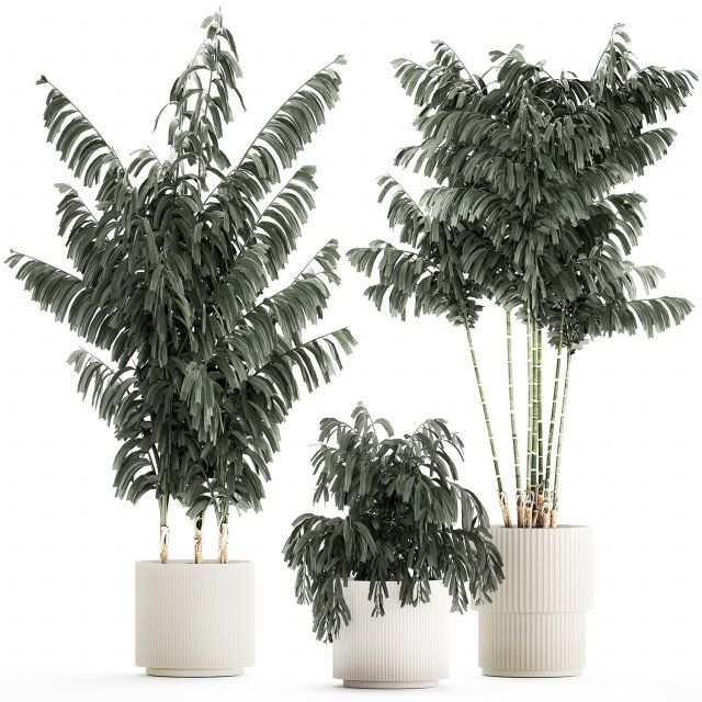 Beautiful exotic Caryota palm tree in a flowerpot 1257 3Dモデル .c4d .max .obj .3ds .fbx .stl .blend 