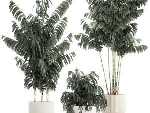 Beautiful exotic Caryota palm tree in a flowerpot 1257 Modelo 3D