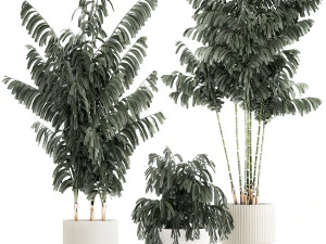 Linda palmeira ex&oacute;tica Caryota em vaso 1257 Modelo 3D