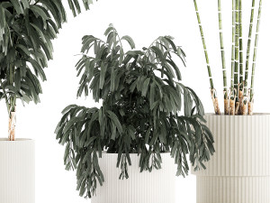Beautiful exotic Caryota palm tree in a flowerpot 1257 3Dモデル