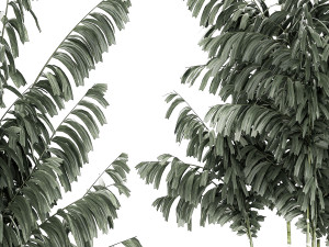 Beautiful exotic Caryota palm tree in a flowerpot 1257 3Dモデル