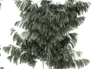 Beautiful exotic Caryota palm tree in a flowerpot 1257 3Dモデル