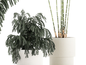 Beautiful exotic Caryota palm tree in a flowerpot 1257 3Dモデル