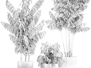 Beautiful exotic Caryota palm tree in a flowerpot 1257 3Dモデル