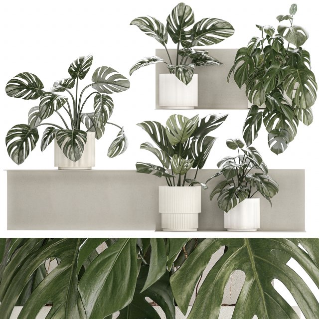 Wall Shelf With Monstera In Pots Vertical Garden 1259 3Dモデル .c4d .max .obj .3ds .fbx .stl .blend 