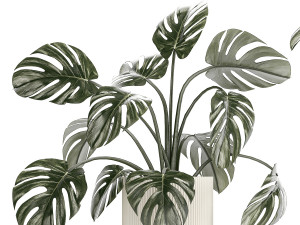 Wall Shelf With Monstera In Pots Vertical Garden 1259 3Dモデル
