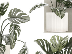 Wall Shelf With Monstera In Pots Vertical Garden 1259 3Dモデル