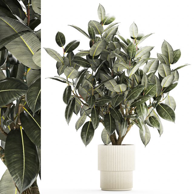 Beautiful Ficus Elastica Tree In A Flower Pot 1260 3D Model .c4d .max .obj .3ds .fbx .stl .blend 