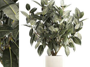 Beautiful Ficus Elastica Tree In A Flower Pot 1260 3D Model