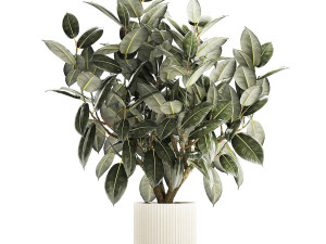 Beautiful Ficus Elastica Tree In A Flower Pot 1260 3D Model