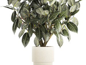 Beautiful Ficus Elastica Tree In A Flower Pot 1260 3D Model