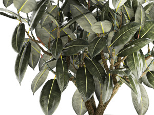Beautiful Ficus Elastica Tree In A Flower Pot 1260 3D Model