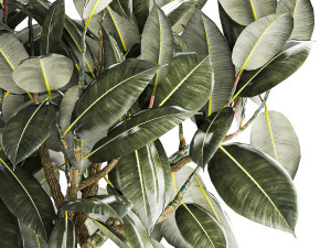 Beautiful Ficus Elastica Tree In A Flower Pot 1260 3D Model