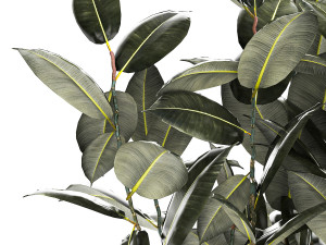 Beautiful Ficus Elastica Tree In A Flower Pot 1260 3D Model