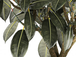 Beautiful Ficus Elastica Tree In A Flower Pot 1260 3D Model