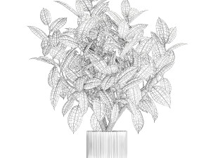 Beautiful Ficus Elastica Tree In A Flower Pot 1260 3D Model