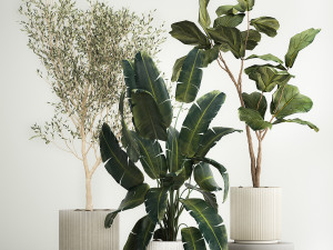Beautiful plants for the interior in flowerpots 1261 Modelo 3D