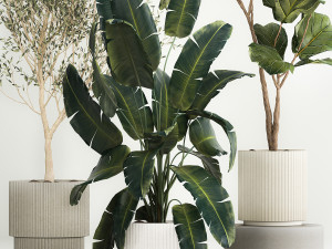 Beautiful plants for the interior in flowerpots 1261 3D Model