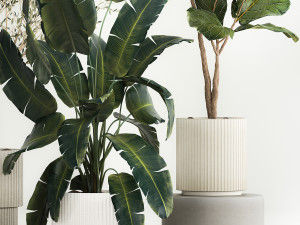 Beautiful plants for the interior in flowerpots 1261 3D Model