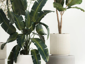 Lindas plantas para o interior em vasos 1261 Modelo 3D