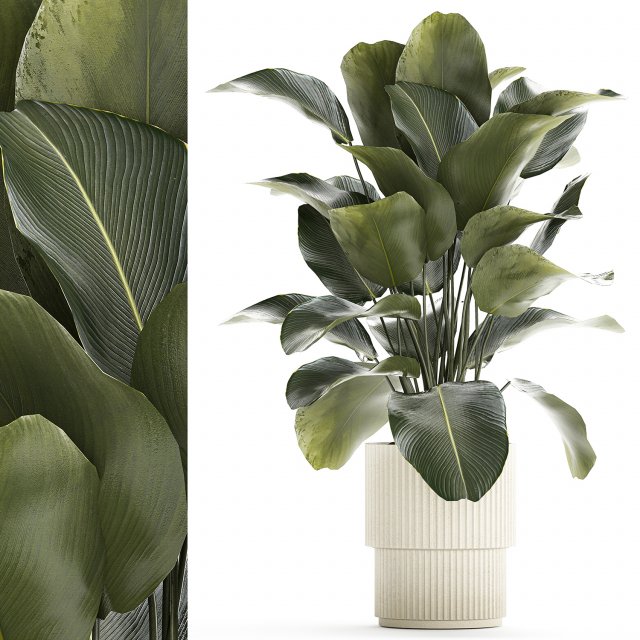 Beautiful Exotic Plant Calathea Lutea In A Pot 1263 3D Модель .c4d .max .obj .3ds .fbx .stl .blend 