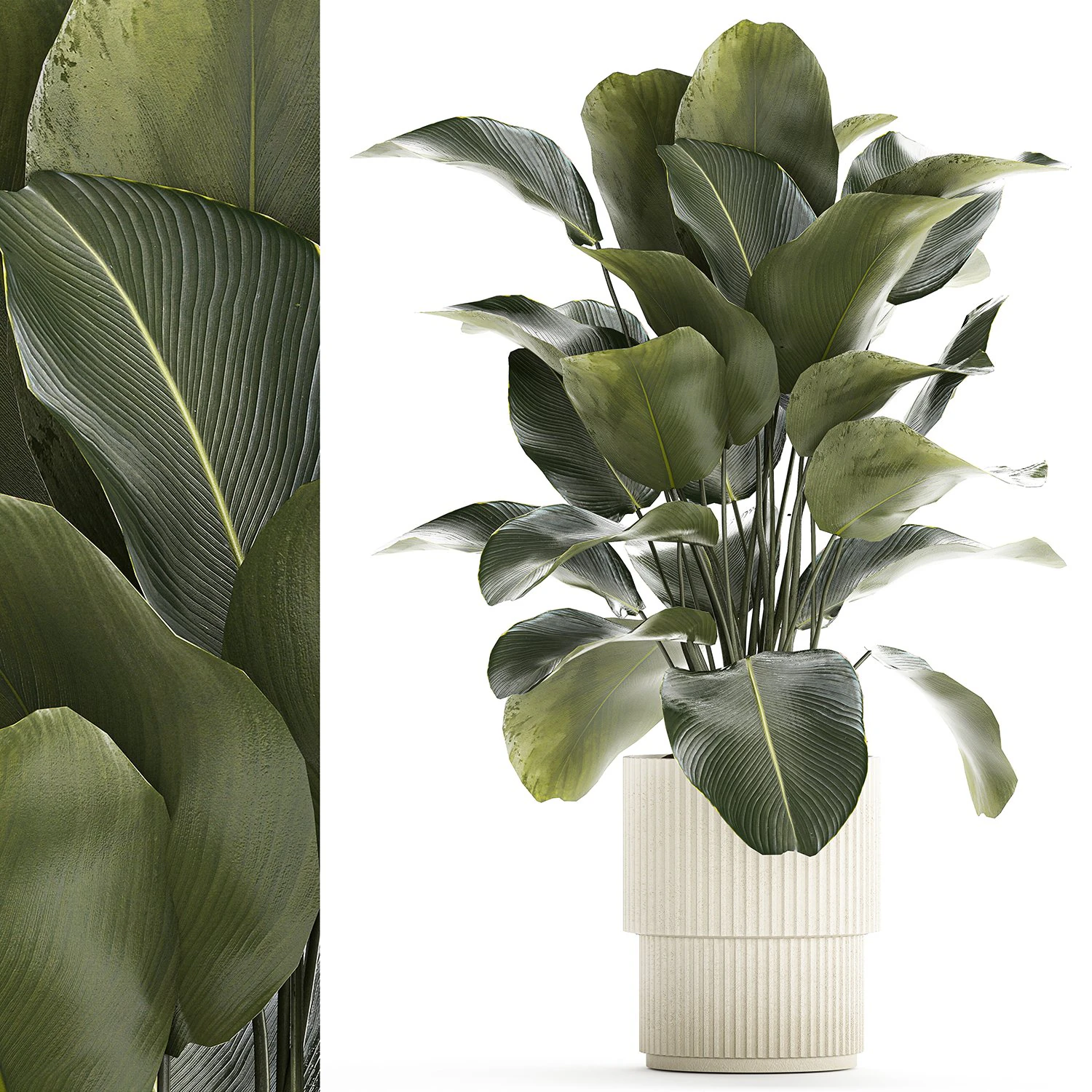 Beautiful Exotic Plant Calathea Lutea In A Pot 1263 3D Model .c4d .max .obj .3ds .fbx .stl .blend