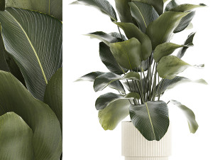 Beautiful Exotic Plant Calathea Lutea In A Pot 1263 3D Model