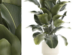 Tanaman Eksotis Cantik Calathea Lutea Dalam Pot 1263 Model 3D