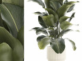 Beautiful Exotic Plant Calathea Lutea In A Pot 1263 3D 模型