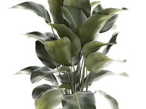 Beautiful Exotic Plant Calathea Lutea In A Pot 1263 3D Модель