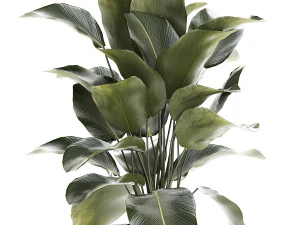 Beautiful Exotic Plant Calathea Lutea In A Pot 1263 3D Model